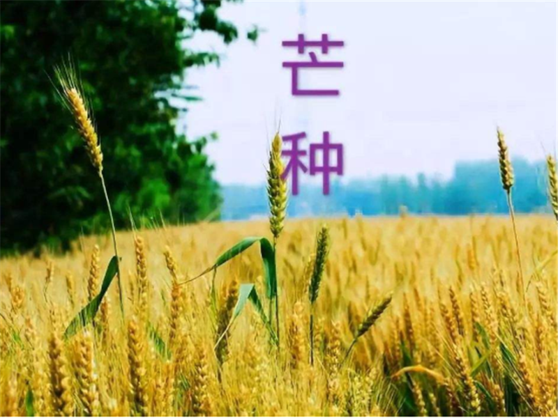 什么是二十四節(jié)氣——芒種？